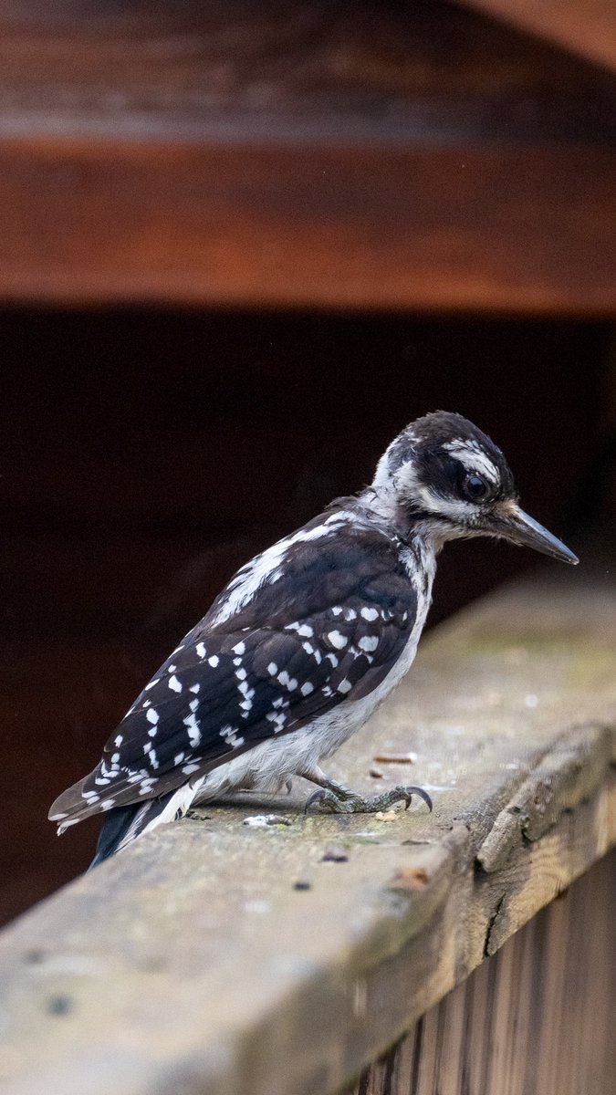 A welcomed visitor to our yard earlier this week! A female hairy woodpecker stopped by to check things out! #birdphotography #FridayFeeling