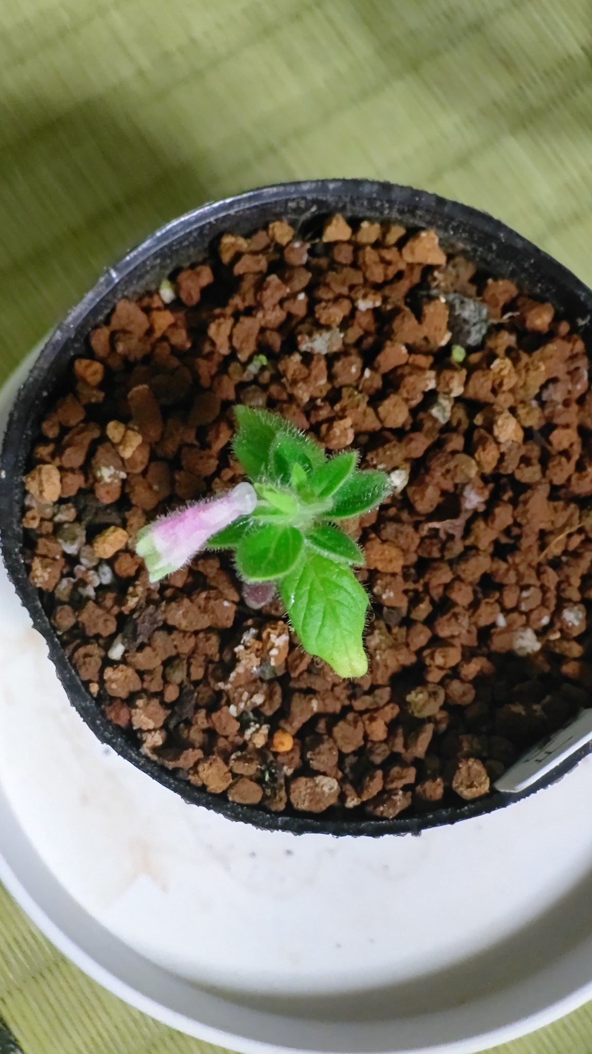 フロロ 大きくならないバジルと説明書きがあったが ここまでとは思わなかった 花が咲きそう T Co Fvltabvtsl Twitter