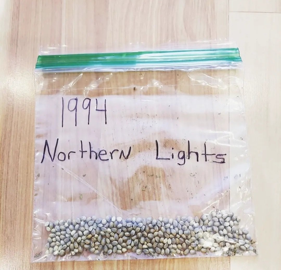 🚨🚨🚨
I was given some twentyone year old northern lights seeds that were bought originally from the back of high times magazine in the mid nineties probably through sensi seeds and were bred and rebred with themselves for years outdoor in new England. Available Soon!