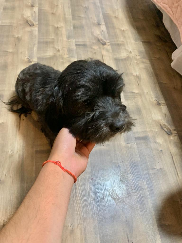 BoladosMolina's tweet photo. SE BUSCAN LOS DUEÑOS.
Perrito perdido!!
Lo encontramos  en el sector trocadero. Es pequeño de color negro con blanco.
Está en mi casa ahora. Cualquier información al +56956899271 o por esta misma vía.
#antofagasta #trocadero #sectornorte https://t.co/FWLd68i1gU