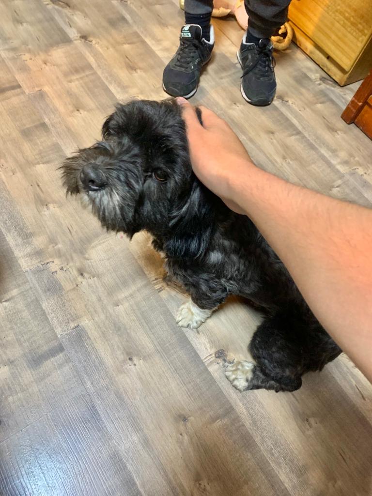 BoladosMolina's tweet photo. SE BUSCAN LOS DUEÑOS.
Perrito perdido!!
Lo encontramos  en el sector trocadero. Es pequeño de color negro con blanco.
Está en mi casa ahora. Cualquier información al +56956899271 o por esta misma vía.
#antofagasta #trocadero #sectornorte https://t.co/FWLd68i1gU