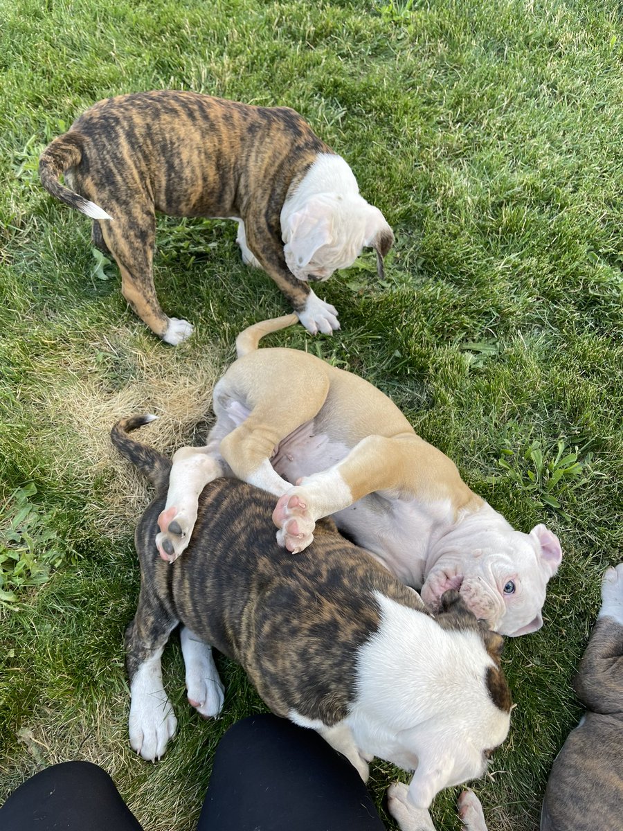 shylarrrr's tweet photo. We still have three gorgeous purebred male American bulldog puppies waiting for someone perfect to take them home as all the others are leaving them behind 😭 
Dayton , OR please text 9712415115 for more info 
Please retweet let’s find these babies homes!! https://t.co/x8P0SRigK1