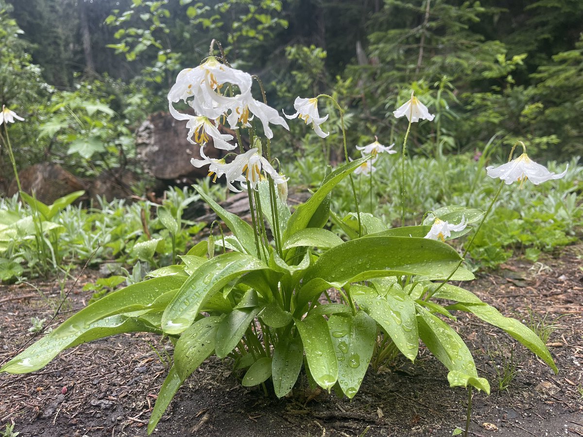 Kestrel_Rose's tweet photo. โA lily or a rose never pretends, and its beauty is that it is what it is." ~ Jiddu Krishnamurti #Quote #Nature #FlowerID #wildflowerhour #wildflower #flowers Erythronium spp.? #hiking #NaturePhotography #quoteoftheday #Quotes https://t.co/QGlK90JDjE