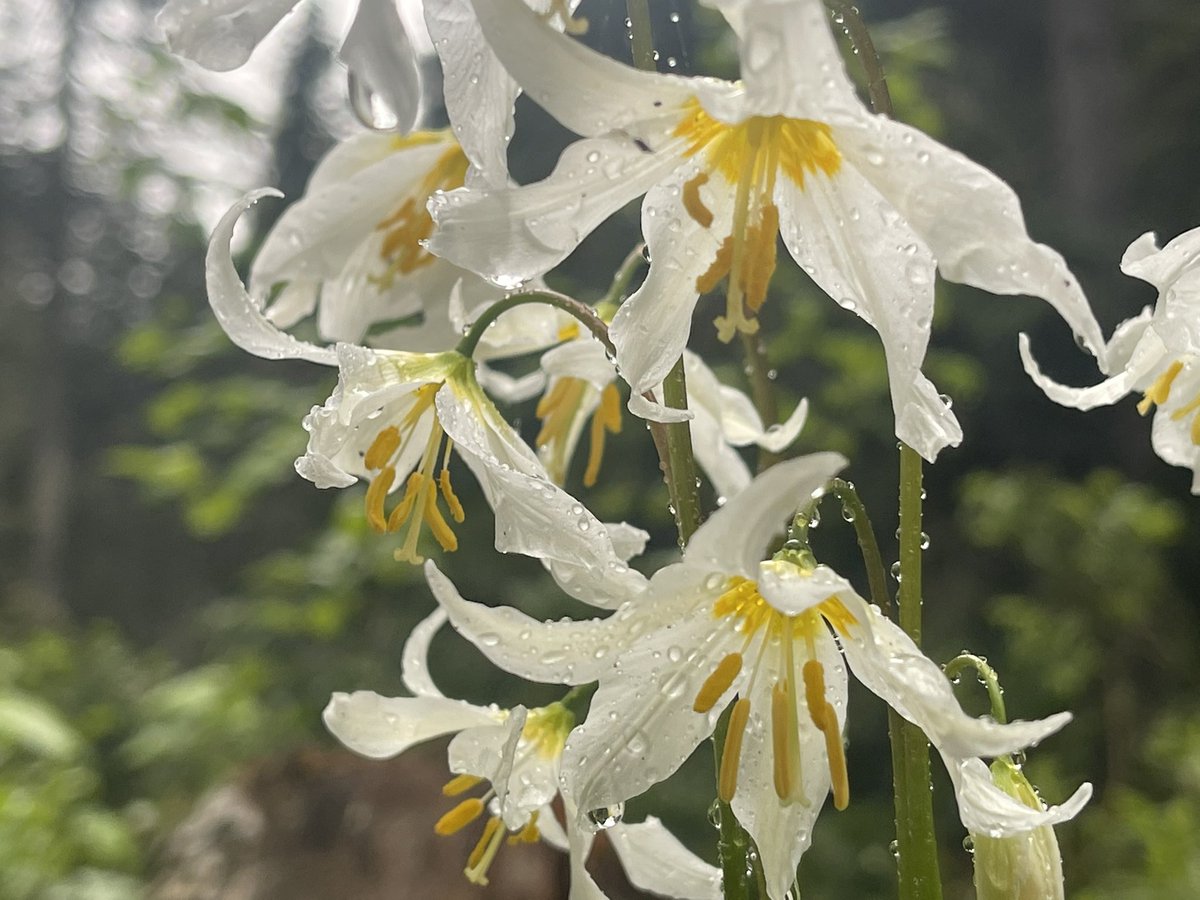 Kestrel_Rose's tweet photo. โA lily or a rose never pretends, and its beauty is that it is what it is." ~ Jiddu Krishnamurti #Quote #Nature #FlowerID #wildflowerhour #wildflower #flowers Erythronium spp.? #hiking #NaturePhotography #quoteoftheday #Quotes https://t.co/QGlK90JDjE