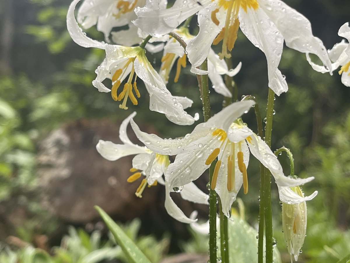 Kestrel_Rose's tweet photo. โA lily or a rose never pretends, and its beauty is that it is what it is." ~ Jiddu Krishnamurti #Quote #Nature #FlowerID #wildflowerhour #wildflower #flowers Erythronium spp.? #hiking #NaturePhotography #quoteoftheday #Quotes https://t.co/QGlK90JDjE