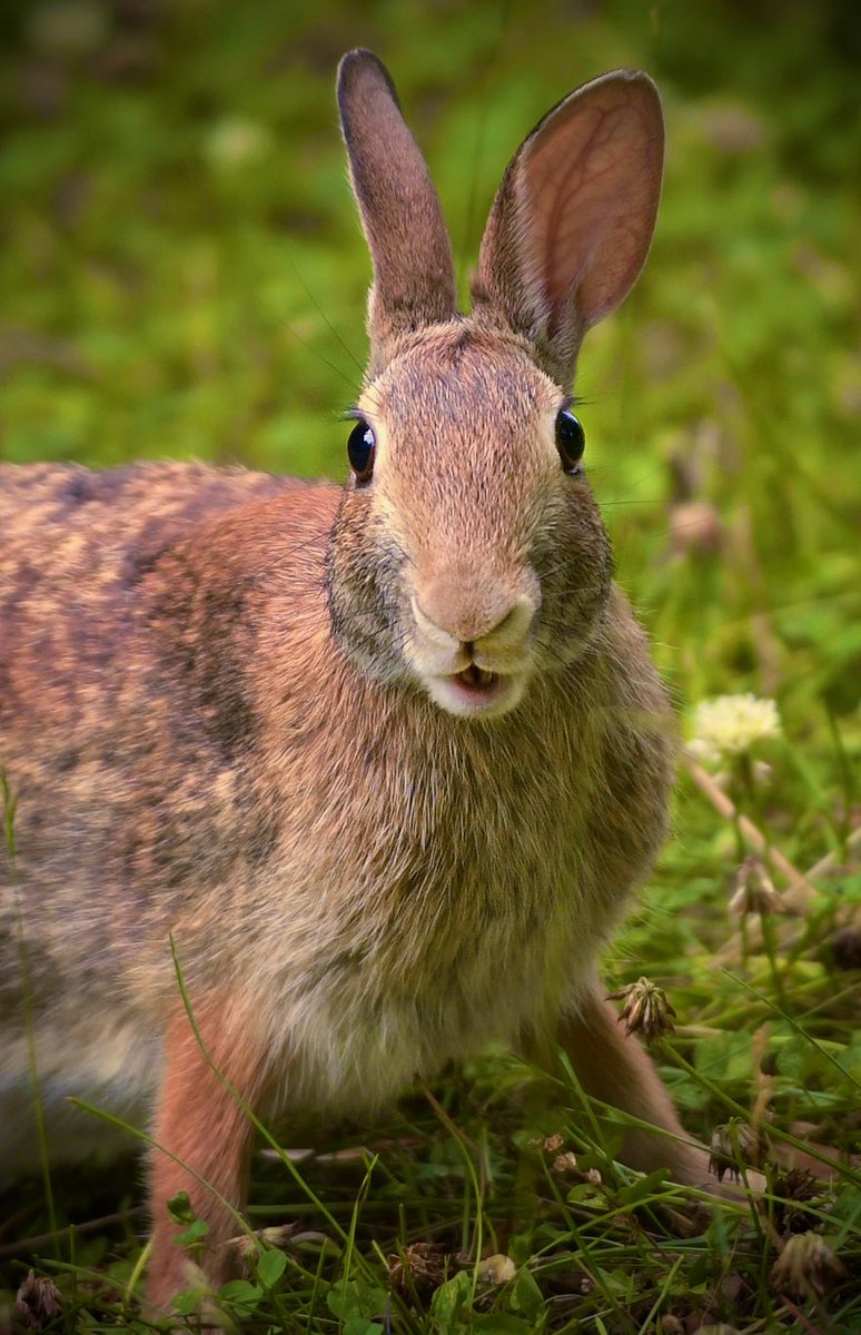 Christine D Peterson tweet media