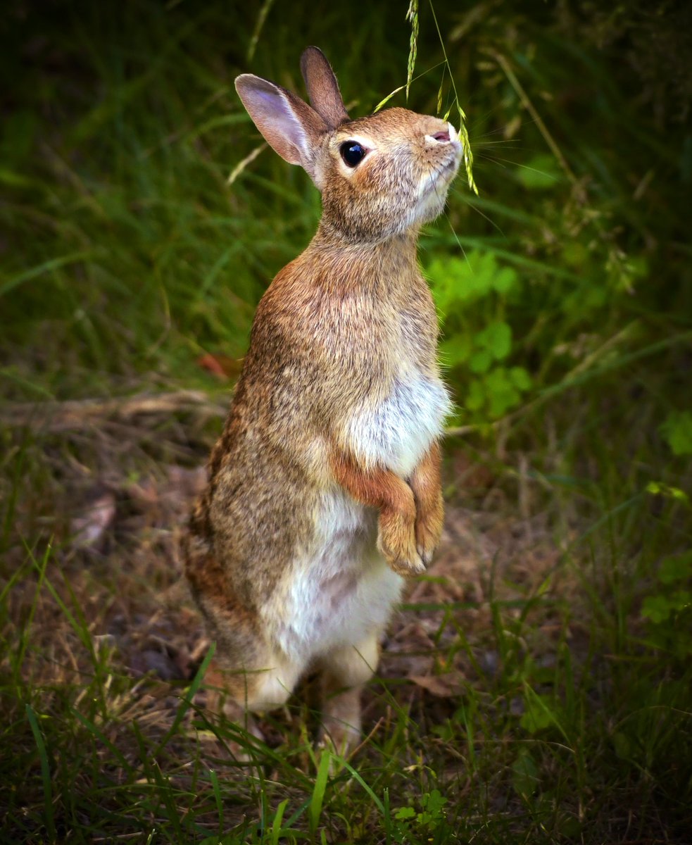 Christine D Peterson tweet media