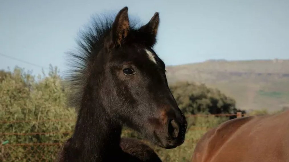 dxmaximoff's tweet photo. https://t.co/0IGi7XhjOC

This guy needs a special saddle and it would be amazing if you can donate or share to reach more people who can help us! 
Any little donation is welcome and we and Principito will be forever grateful.
You can find more info in the link above. https://t.co/ZPtppUAXy8