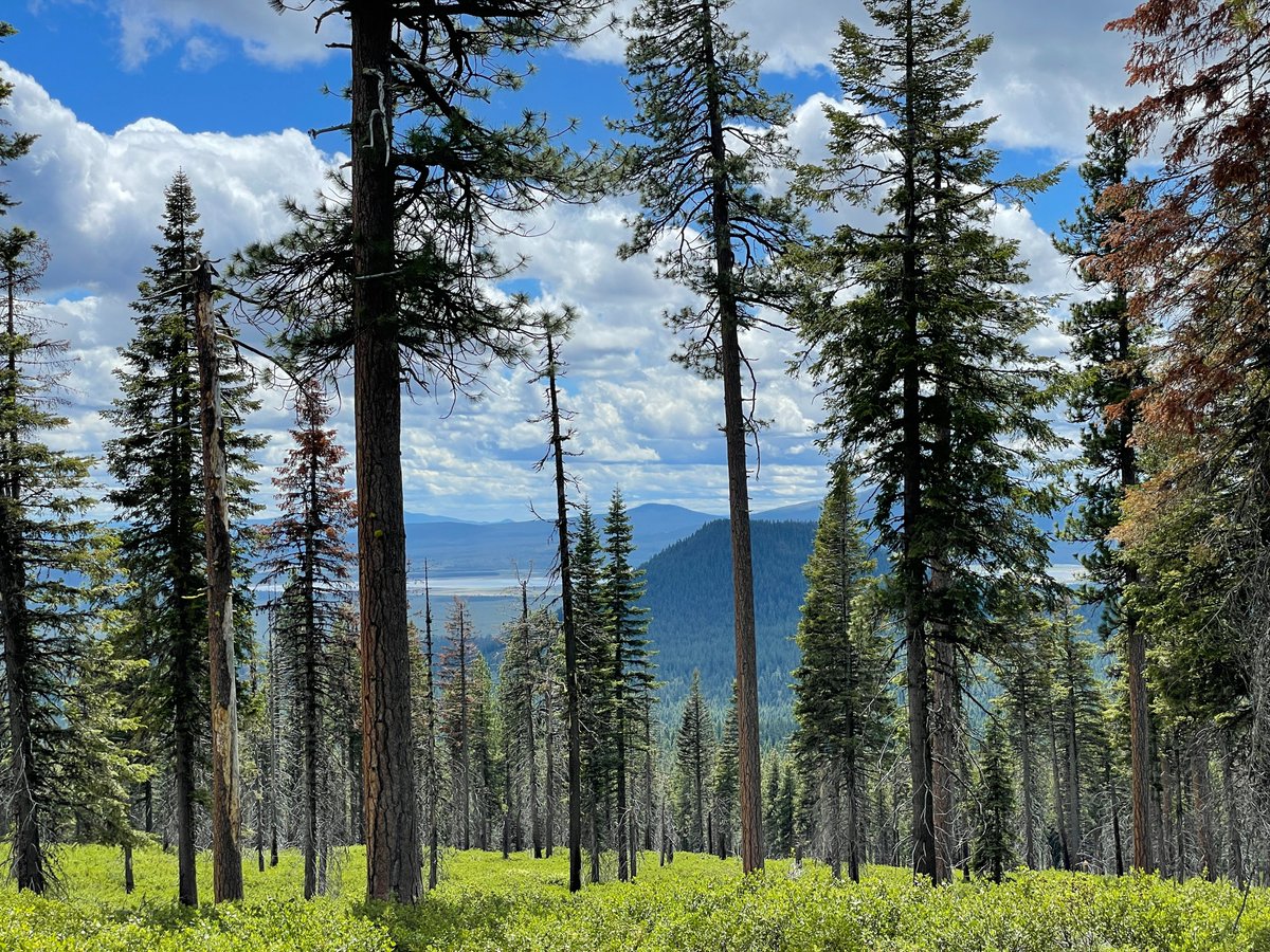 View of Ponderosa pine forest looking out into valley with cinder butte and lakes in the distance.
