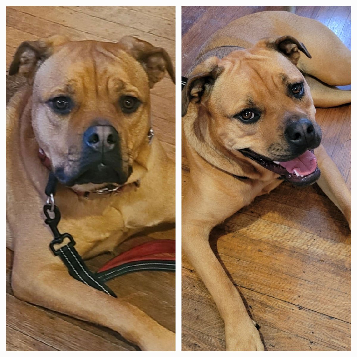 The Reiki Master / Dog Trainer (@mike00145234) on Twitter photo Did some Healing work and Dog Training Animal Communication Animal Reiki look at her face beforeandafterwards <a href="/LibertyPetCoach/">Liberty Pet Coach</a> Did some Healing work and Dog Training Animal Communication Animal Reiki look at her face beforeandafterwards <a href="/LibertyPetCoach/">Liberty Pet Coach</a>