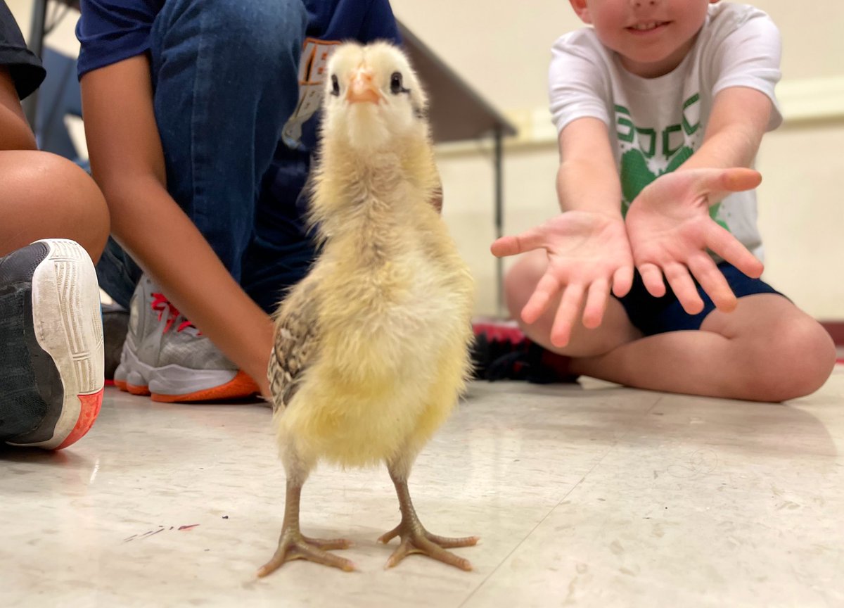 LT_RoelB's tweet photo. The results are IN! On behalf of our @NISDLearningTre World of Wonders Summer Camp @NISDmartin @NISDGlenoaks @NISDAdamsHillES we would like to introduce you to our baby chicks aka Shadow, Sunshine, & Lucky🐥🐥🐥 @AgriLife #ACESummerCampLT https://t.co/rpov5raVXm