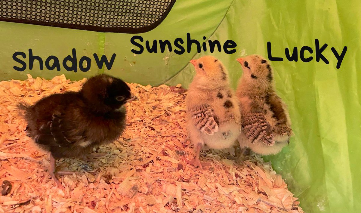 LT_RoelB's tweet photo. The results are IN! On behalf of our @NISDLearningTre World of Wonders Summer Camp @NISDmartin @NISDGlenoaks @NISDAdamsHillES we would like to introduce you to our baby chicks aka Shadow, Sunshine, & Lucky🐥🐥🐥 @AgriLife #ACESummerCampLT https://t.co/rpov5raVXm