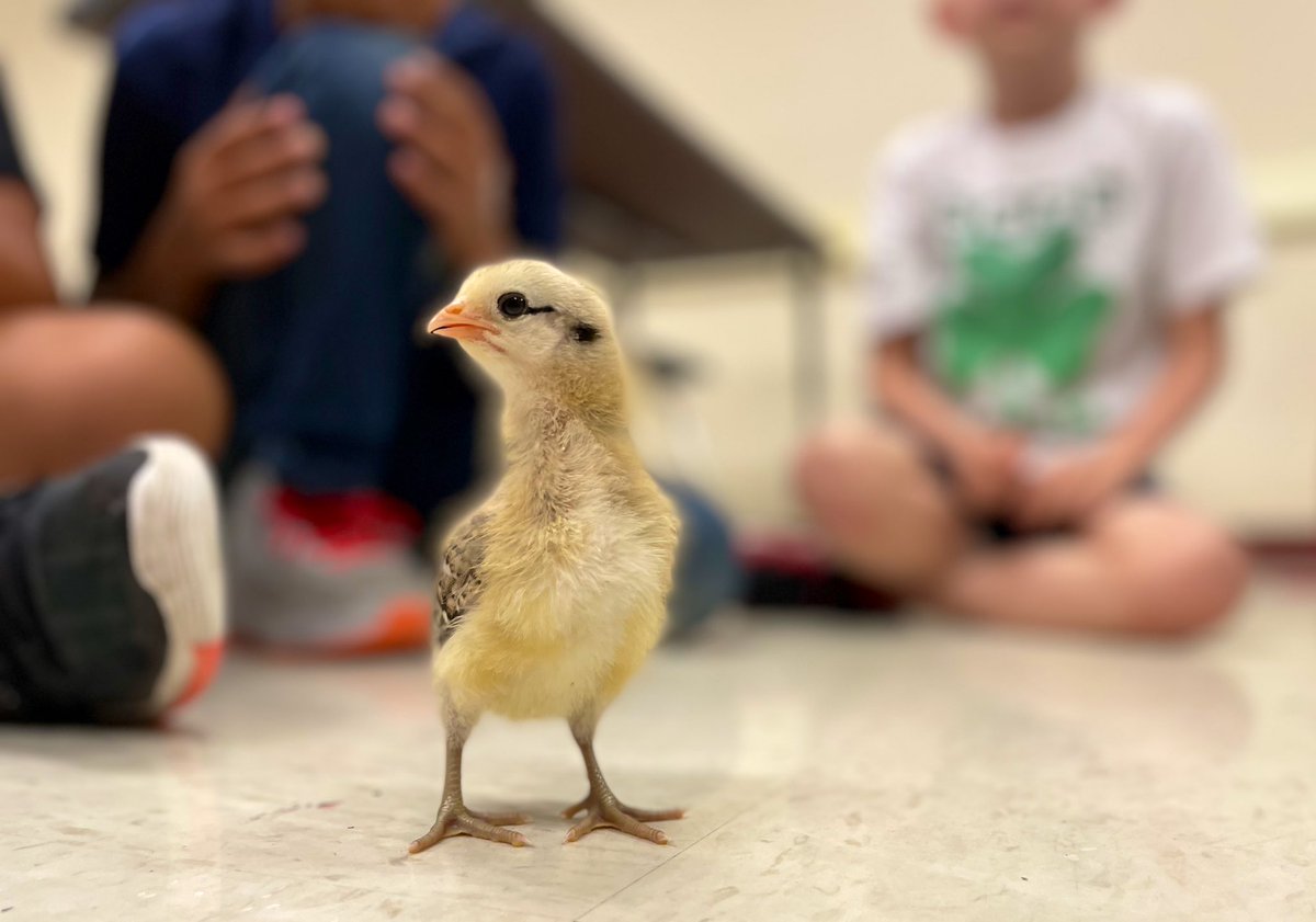 LT_RoelB's tweet photo. The results are IN! On behalf of our @NISDLearningTre World of Wonders Summer Camp @NISDmartin @NISDGlenoaks @NISDAdamsHillES we would like to introduce you to our baby chicks aka Shadow, Sunshine, & Lucky🐥🐥🐥 @AgriLife #ACESummerCampLT https://t.co/rpov5raVXm