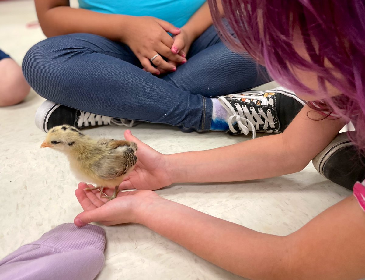 LT_RoelB's tweet photo. The results are IN! On behalf of our @NISDLearningTre World of Wonders Summer Camp @NISDmartin @NISDGlenoaks @NISDAdamsHillES we would like to introduce you to our baby chicks aka Shadow, Sunshine, & Lucky🐥🐥🐥 @AgriLife #ACESummerCampLT https://t.co/rpov5raVXm