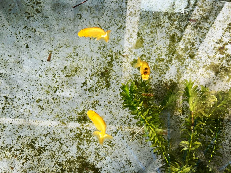金魚のヒレやヒレの付け根が赤い 充血している原因とは きんぎょりうむ