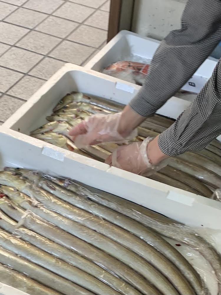徳島県から「鱧」が入荷しました。 徳島は漁獲量が全国トップクラスの産地！ 他の魚と違い骨の仕組みが複雑なため「骨切り」という作業を施します。料理(作業)する人の腕と経験が試されます。 ついさっ
