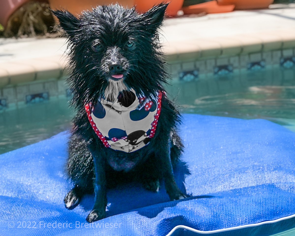 Dog Photographer tweet media