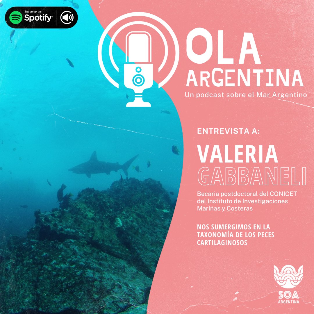 soa_arg's tweet photo. ¡¿Listos para un caso de estudio excepcional?!
En este nuevo episodio de Condrictios del podcast Ola Argentina, Valeria nos cuenta sobre su estudio en taxonomía de los peces cartilaginosos: la disciplina de clasificar las especies para profundizar nuestro conocimiento sobre ellas https://t.co/Eq0UbvkJHn