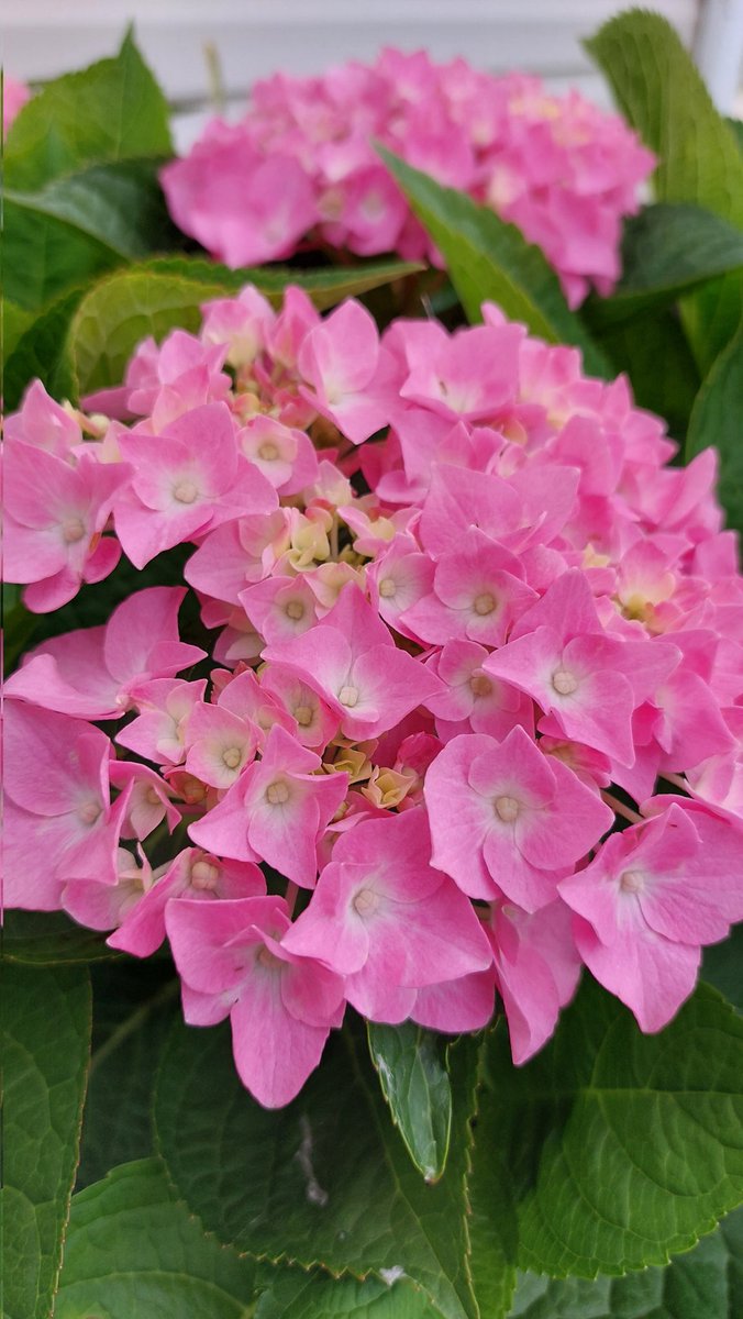 nilaakaalam's tweet photo. #Hydrangea #Flowers #FlowersOnFriday #Pink #LetsDance #BlueJangles #Perennial #Summer #Gardening https://t.co/KRoO2NeA8q