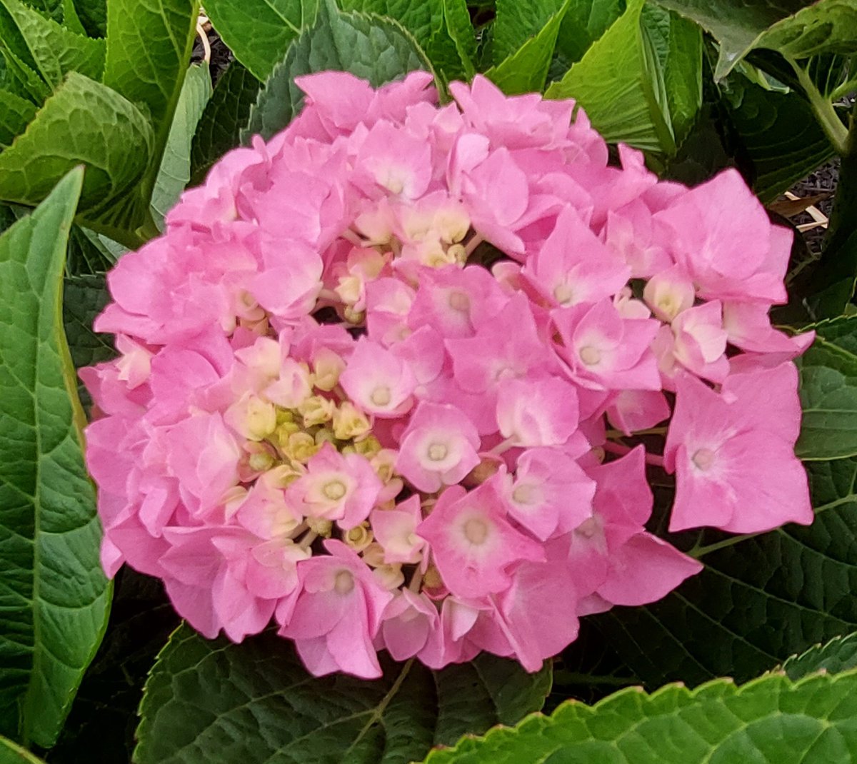 nilaakaalam's tweet photo. #Hydrangea #Flowers #FlowersOnFriday #Pink #LetsDance #BlueJangles #Perennial #Summer #Gardening https://t.co/KRoO2NeA8q