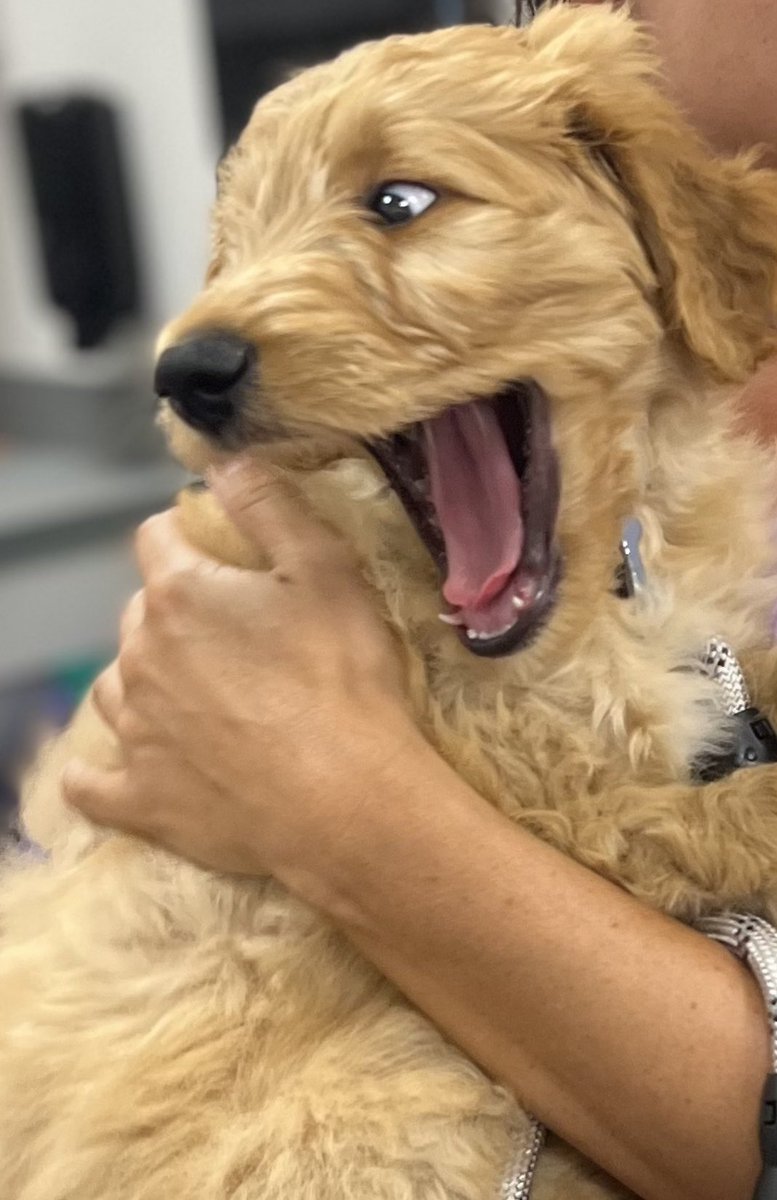 morganLsaucier's tweet photo. even kevin is shocked at how cute he is https://t.co/JKIYRRDLGJ