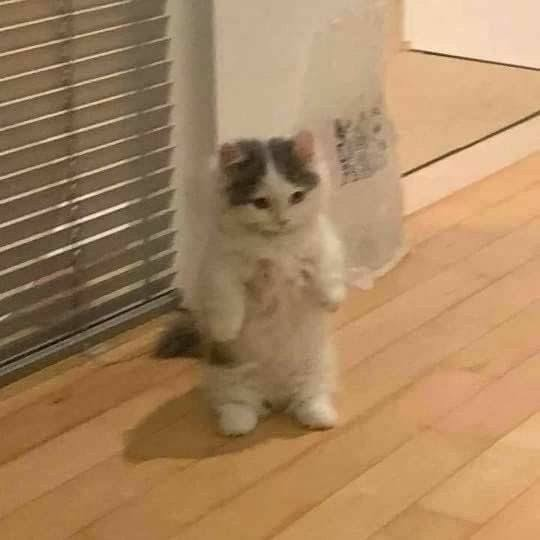 TranslatedCats's tweet photo. Angry! https://t.co/Sf8W9xriXg