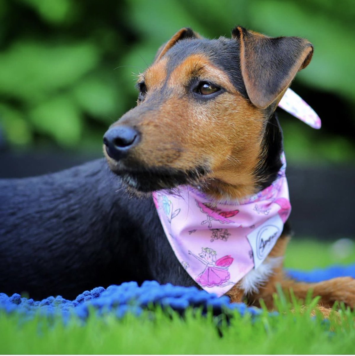 🔥Temps outside maybe hot, but these pieces will keep your pet looking cool. 💦🐕 

Tap link to shop 👇🏻
4pwsstyle.com/ShopforPet

#4pwsstyle #petfashion #smallbusiness