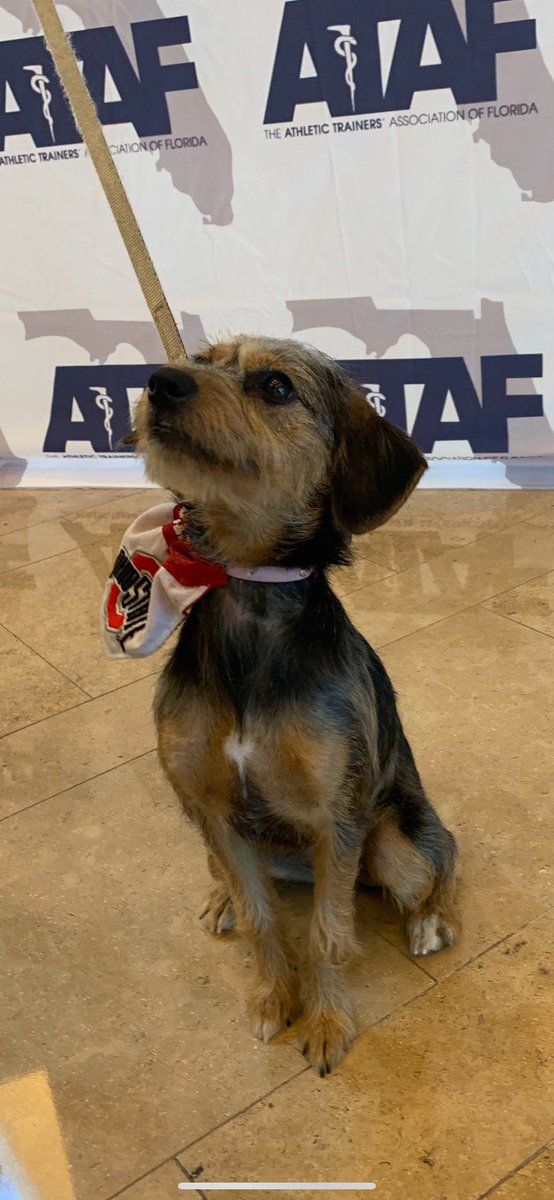 ATAF83's tweet photo. New ATAF mascot! TOSU is ready for #ATAF2022 #Gueswhosback22 https://t.co/tQTMKHqUB0