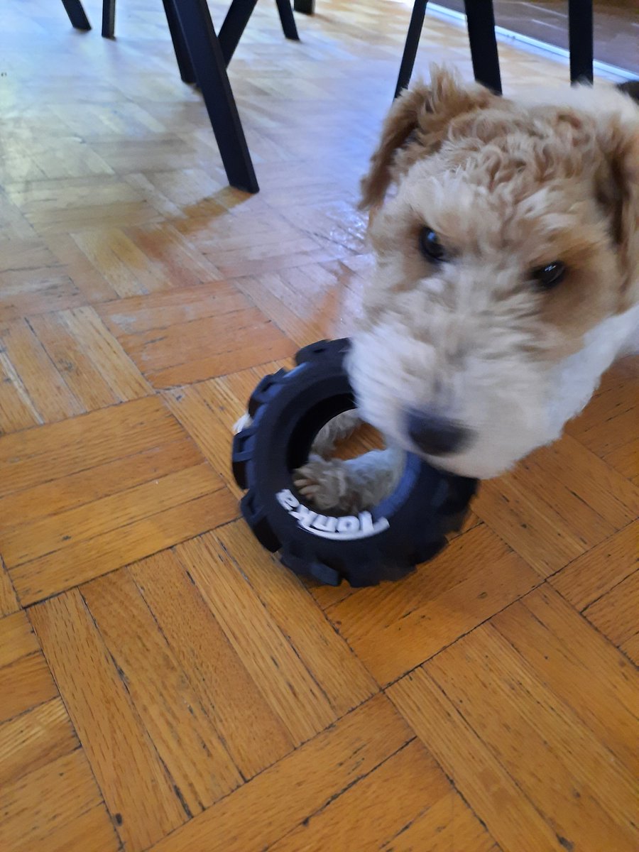 SWirefox's tweet image. Wow sooooo many wishes for my birthday pals 🥰 thank you all , here is a picture of me and the gift mommy gave me 😃 ~Sakura~