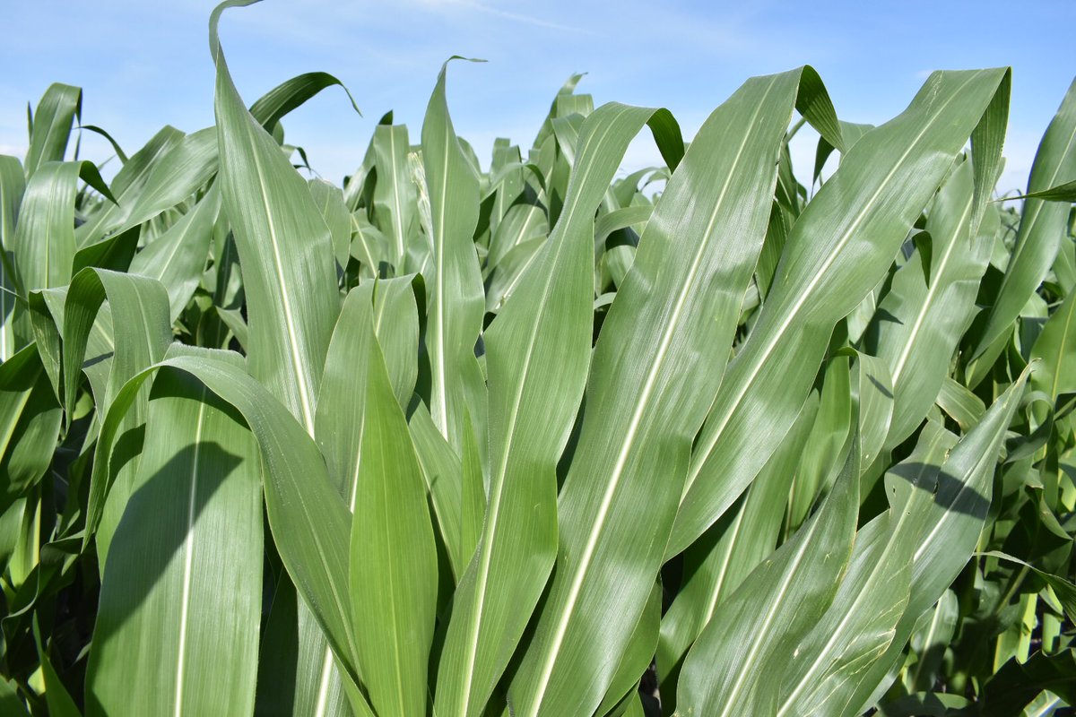AmadorAguillon's tweet photo. Así mi maíz 🌽
Cuando estás tan bueno que no te duele nada 👌🏻🤩
ALTO RENDIMIENTO 📈
San Luis de la Paz, Guanajuato, Méx https://t.co/6R284h5cMr