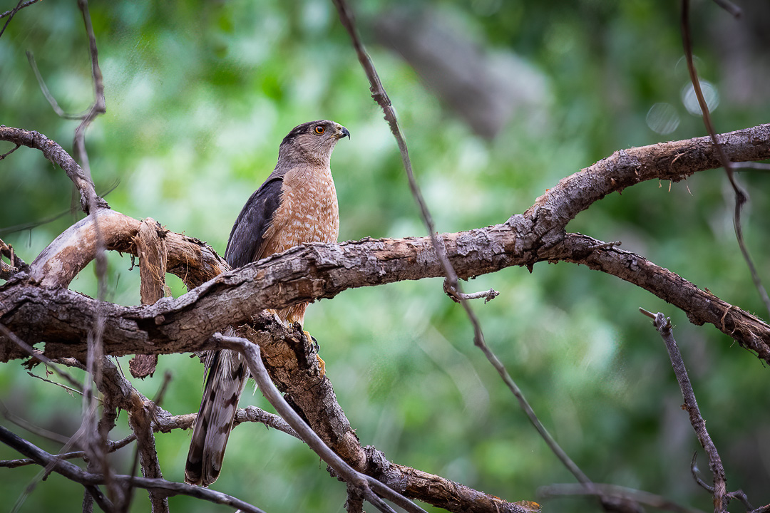 schlarmage's tweet photo. A Cooper's Hawk (Accipiter cooperii) takes a break from the hunt. Cottonwood, AZ, USA.  📷  @Schlarmage.

#wildlifephotography #wildlifeplanet #wildlifeconservation #wildlifeaddicts #wildlifephoto #wildlifephotographer #natureaddict  #conservation #birds #birding #hawks https://t.co/59kH3Gvc3c