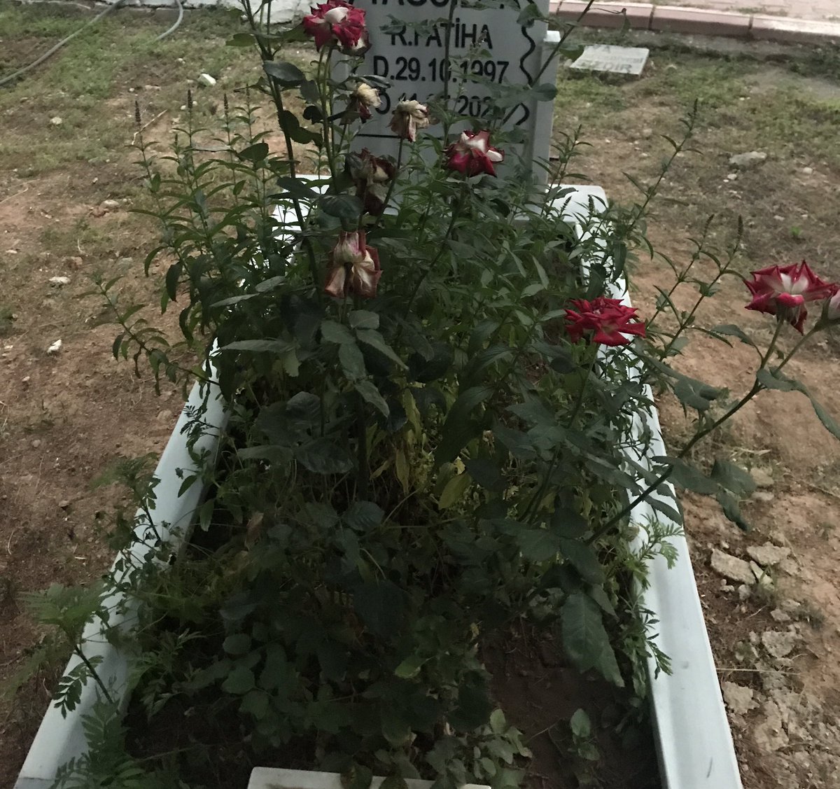UtkuVatann's tweet photo. 💫
Bayram gelir eller güler oynar,
Bana bayram gelir içimi mahsunluk hüzün  hasret sarar.
Yine yeniden bayramlar geliyor ,
Ama giden cantanelerim baba yiğitlerim geri gelmiyor😓 https://t.co/7srPAPVGCW