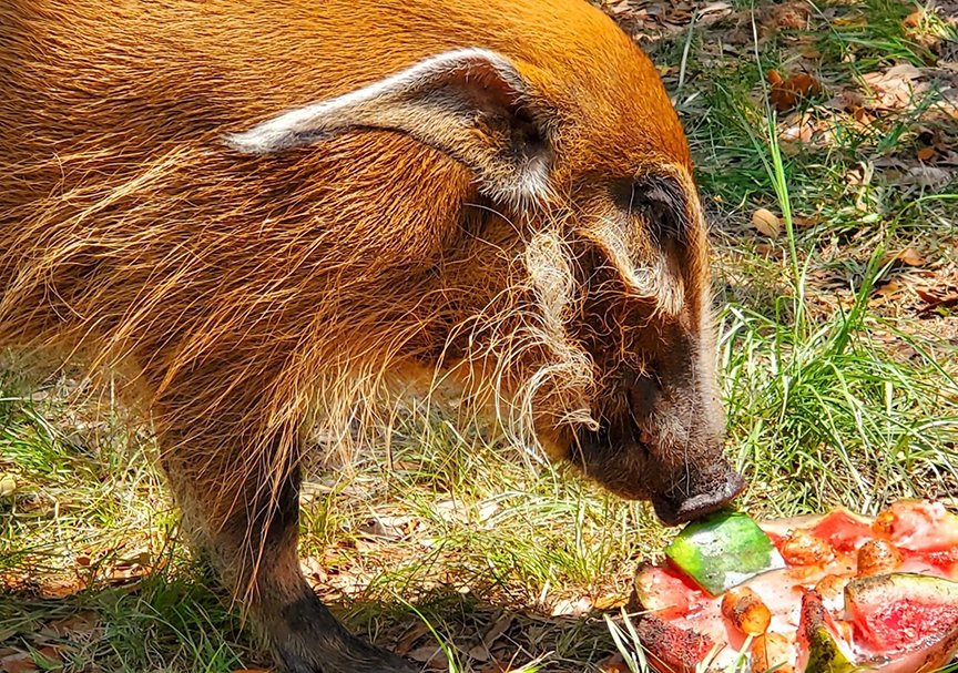 Ma Cherie is truly “some pig!” The Red River Hog is part of our Education Ambassador Program. For more info or to book a program with our Zoo2Go Outreach Program, please visit montgomeryzoo.com or call (334) 625-4909. #mymgmzoo #zaa #redriverhog #Zoo2Go