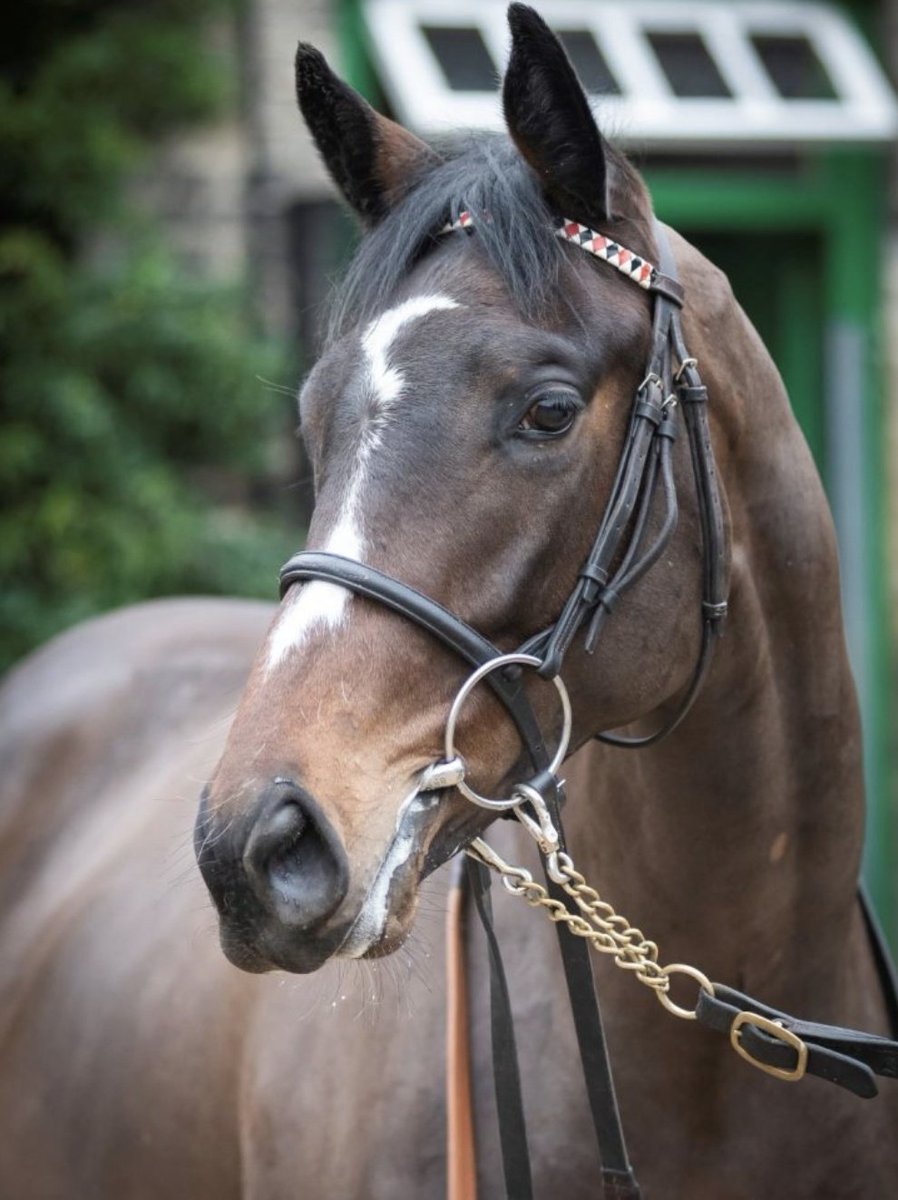 racingblogger's tweet photo. Rest in peace Summer's Knight 💔

Thoughts with the Sir Mark Prescott team @HeathHouseNkt he was a magnificent horse! ✨️ https://t.co/uzi8zkTgFA
