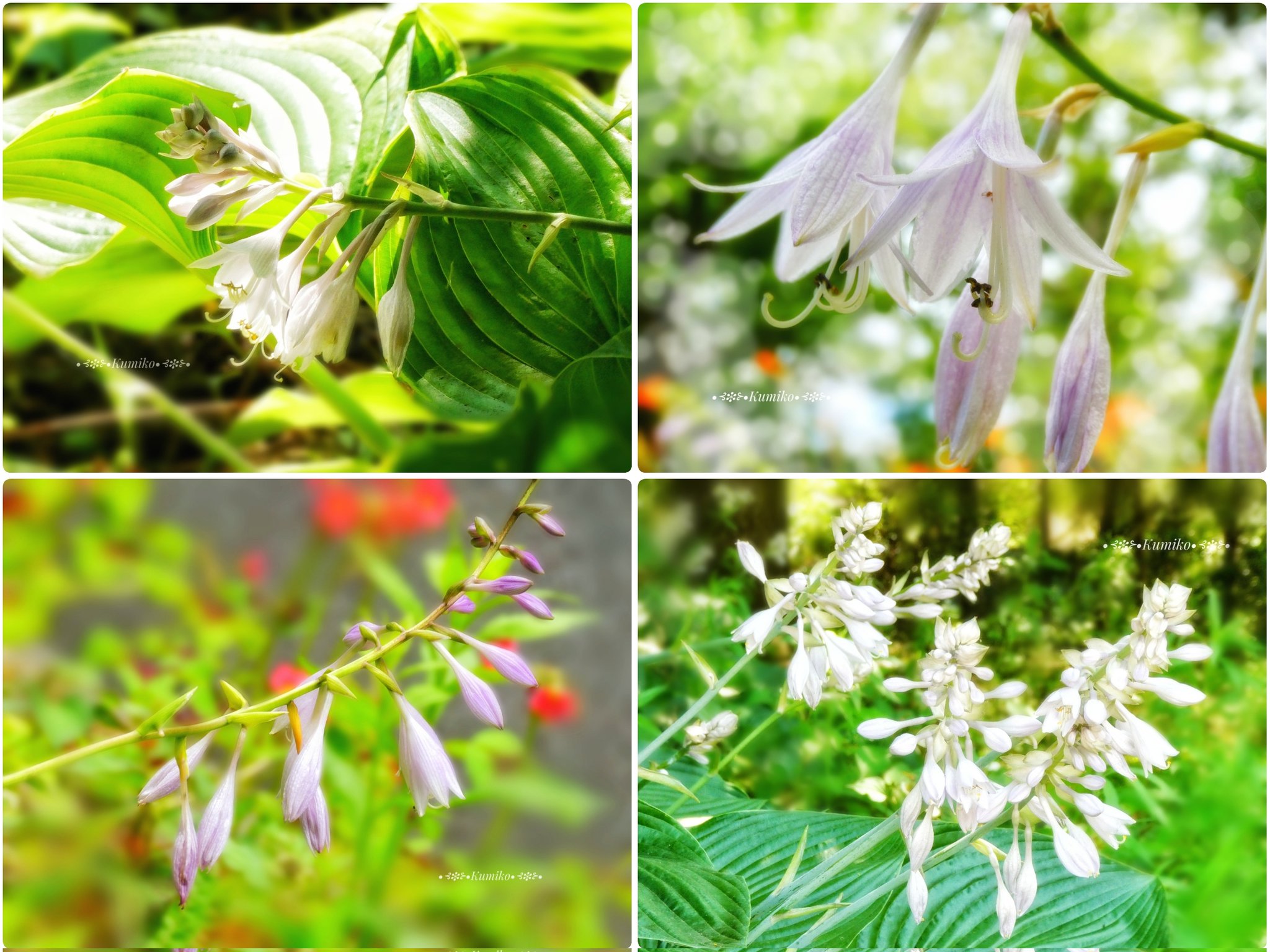 Plantain Lily Twitter Search Twitter