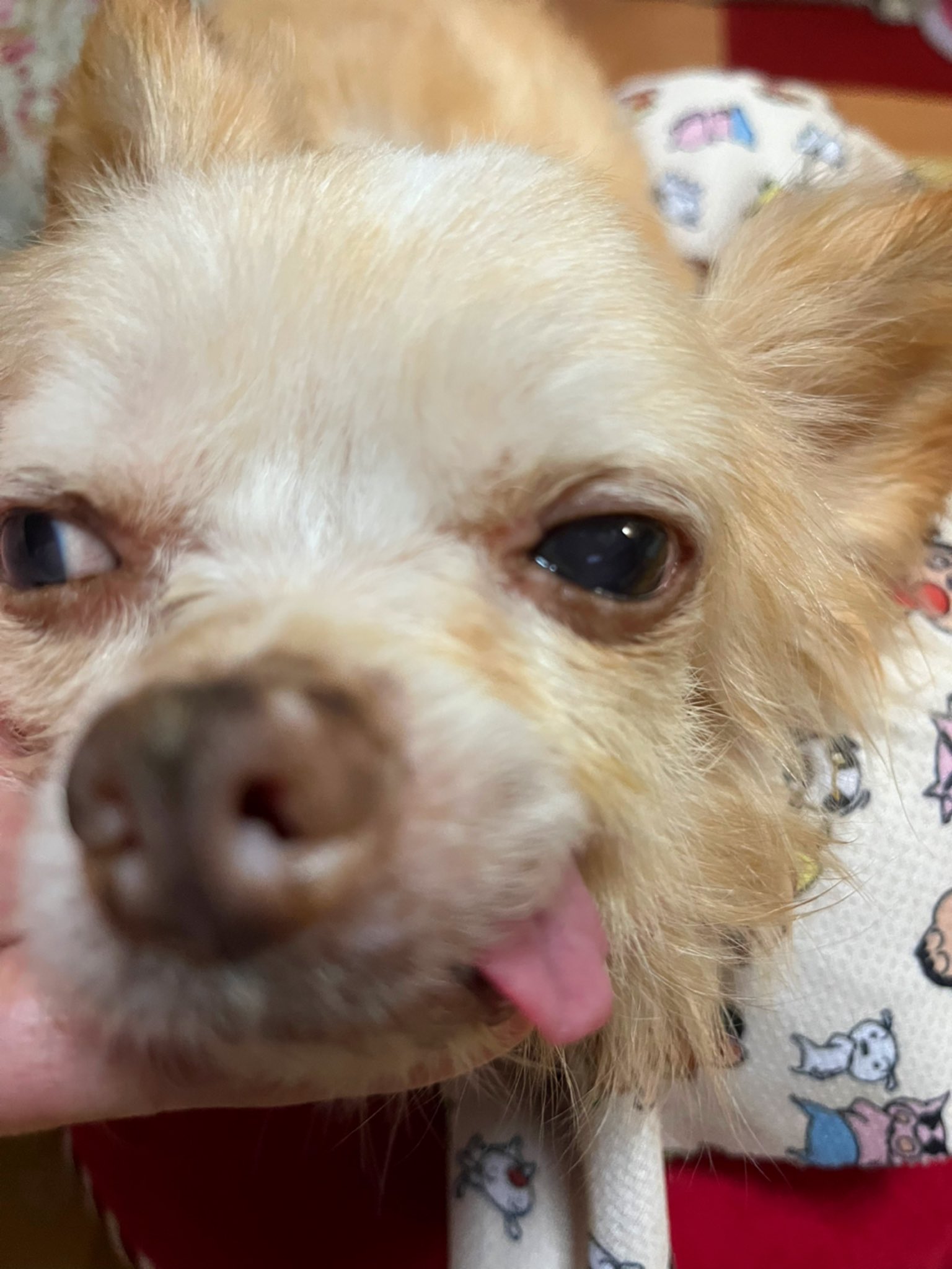 犬dogチワワ 不思議な寝方に 思わず W T Co Gxm3immdvr Twitter