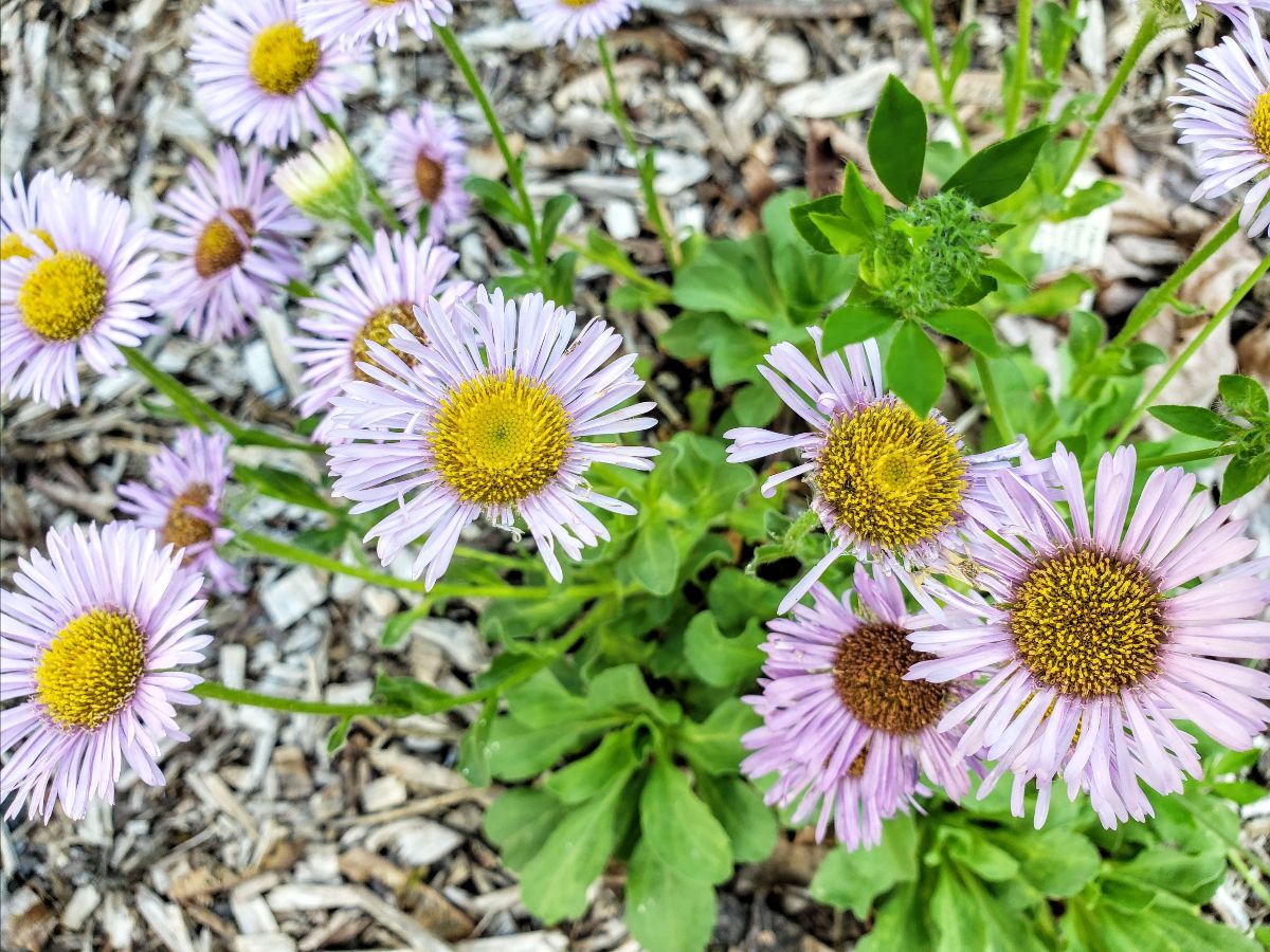 Take a Look - July 2022 Edition 🌼 - *|steloarts.org/blog/take-a-lo…|*