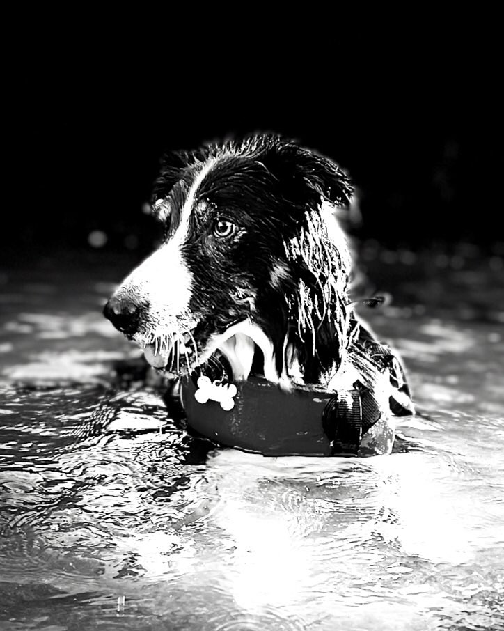 Christinethom22's tweet photo. He’s sudden realised that he can swim and now it’s difficult to get him to come out of the water.. #pupontheprowl #posingpup #doggiepaddljng @BCTGB https://t.co/EN3DuFHvVM
