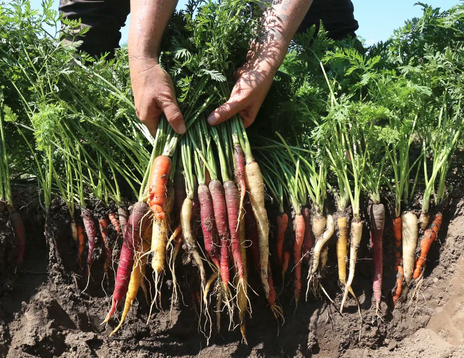#Climatechange is creating a lot of problems for people in agriculture. Now, farmers with <a href="/FarmersClimate/">Farmers for Climate Solutions</a> are fighting for policies to help them cut #emissions, saying they need the government’s help to slash CO2.

Listen: cbc.ca/listen/live-ra…