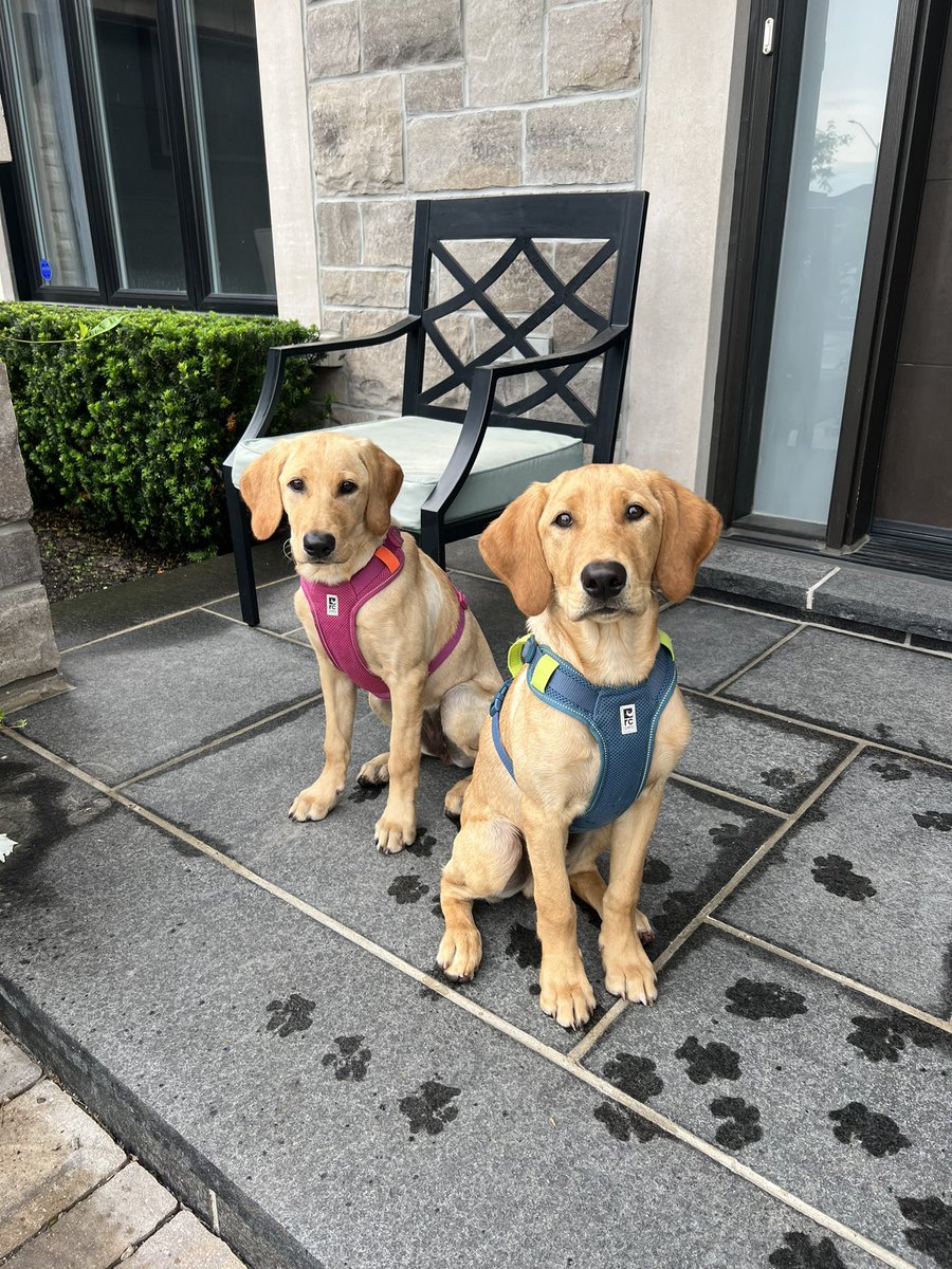 lovewithlabs's tweet photo. 🐾🐾🐾🐾

#labradorretriever #labradorpuppy #labrador 
#puppylove #dog #puppy https://t.co/Q0FbBWFeHw