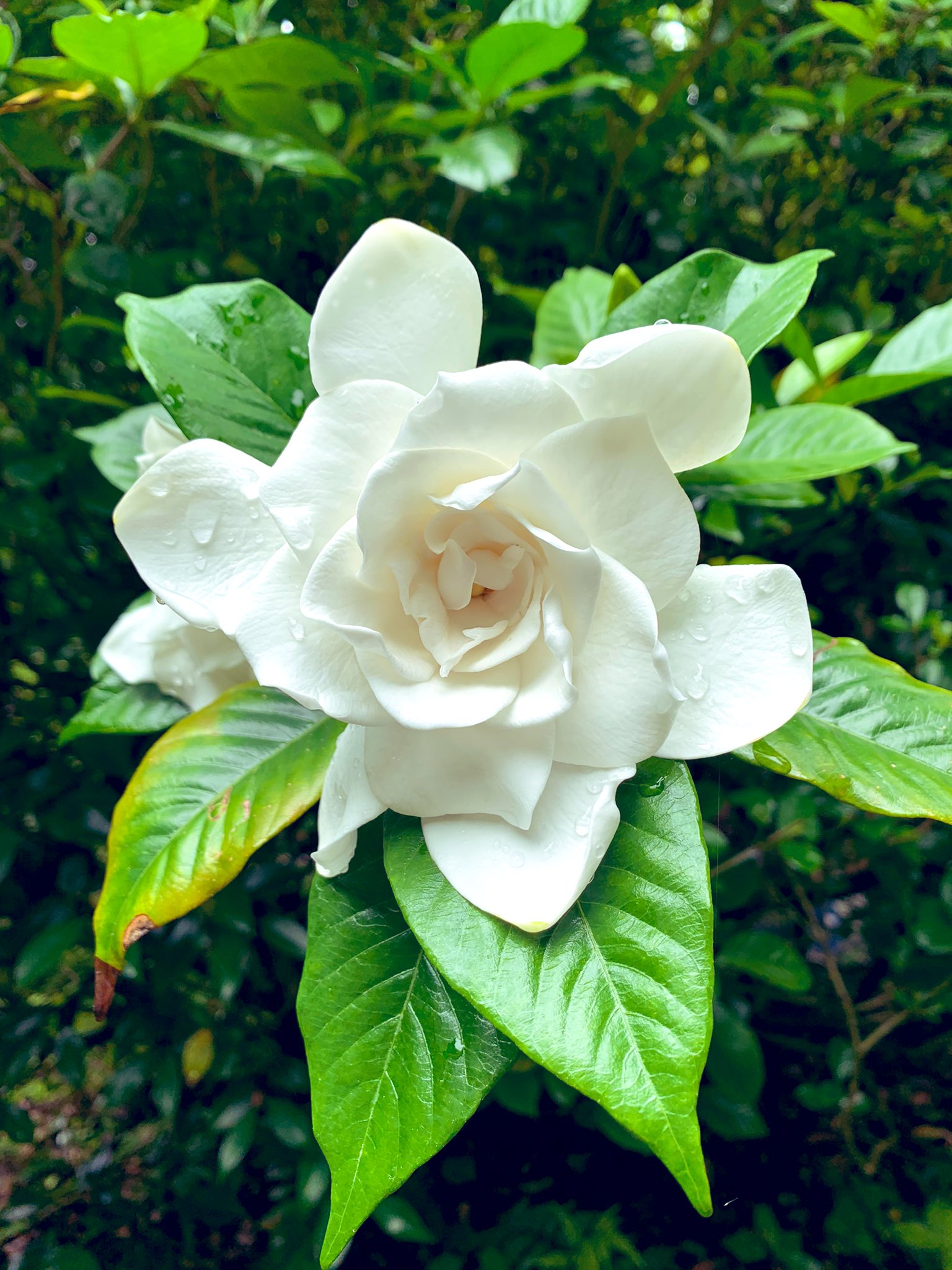 京都 西岩倉山 金蔵寺 こんぞうじ 梔子 クチナシ の花が咲いています 花言葉は とても幸せです 私は幸せ者 喜びを運ぶ 洗練 優雅 京都 Kyoto 金蔵寺 天台宗 桂昌院 徳川綱吉 葵の御紋 大原野 梔子 クチナシ 花言葉