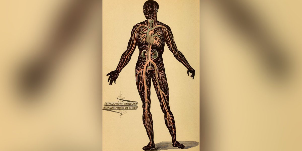 New reason to exercise this weekend - build more blood vessels to feed your muscles.