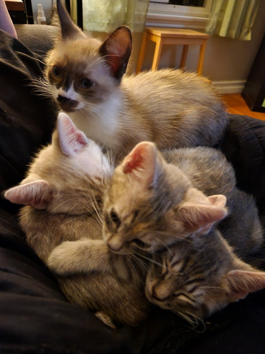 We have some foster kittens for a few more weeks and they are being so damn snuggly it's criminal.
