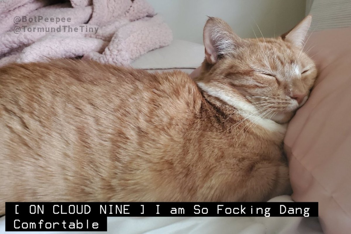 kitty captions! 🧡 tweet media