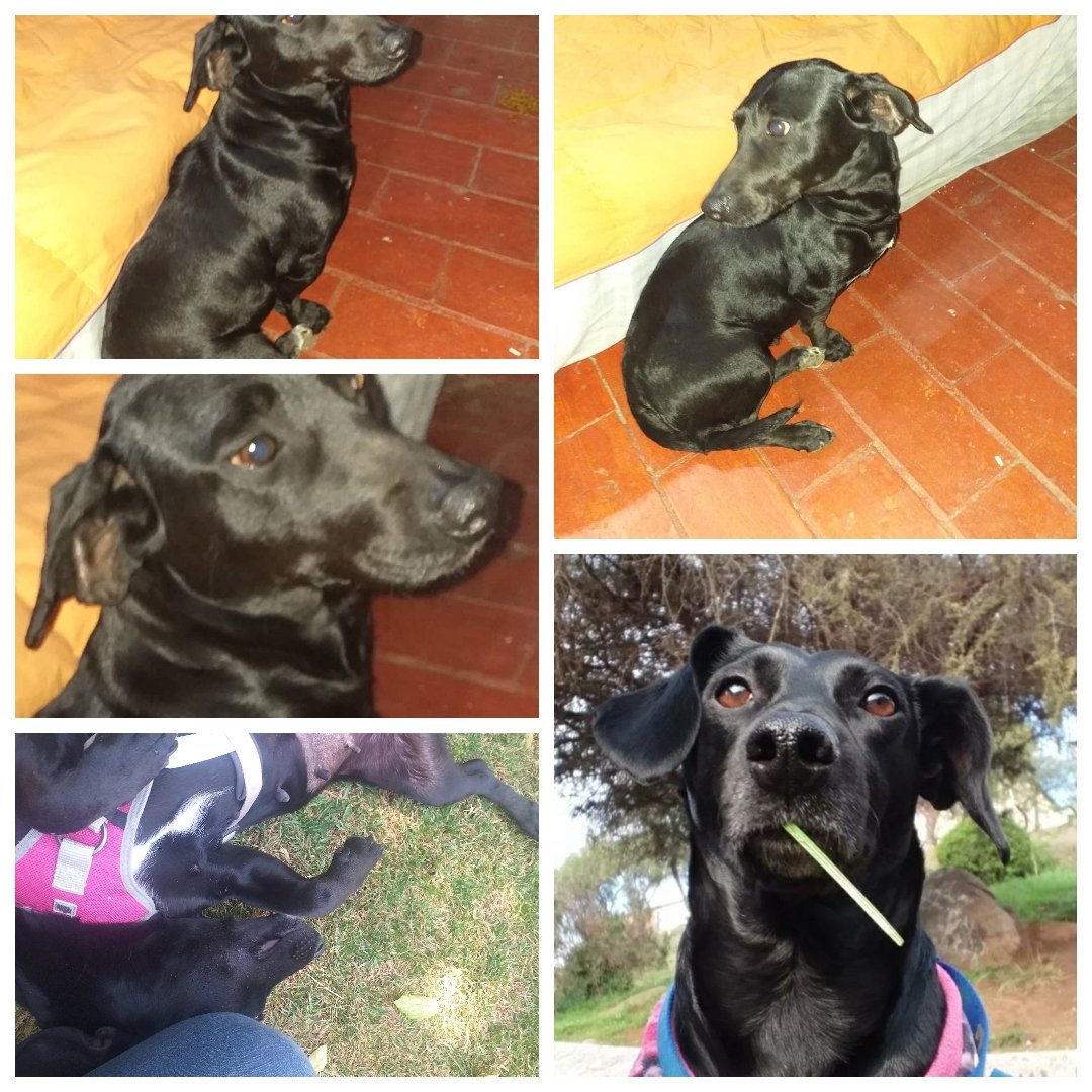 OutRealityRkn's tweet image. Desde que llegó a mi vida con miedo y en los huesos, su operación y recuperación hasta al fin tener la seguridad y confianza de un hogar.
Gracias O.R.
#Btc #Bnb #Binance #Bitcoin #Cardano #Ada #Vocoin