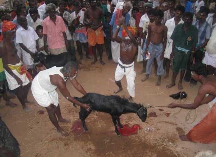 syedsami_o7's tweet photo. @VeganIndiaMovt Iske bare me kiya khayal hai aapka,aapke sacrifice se aapatti nahi magar Muslims ke sacrifice se aapko aapatti hai. https://t.co/o65aowoynP