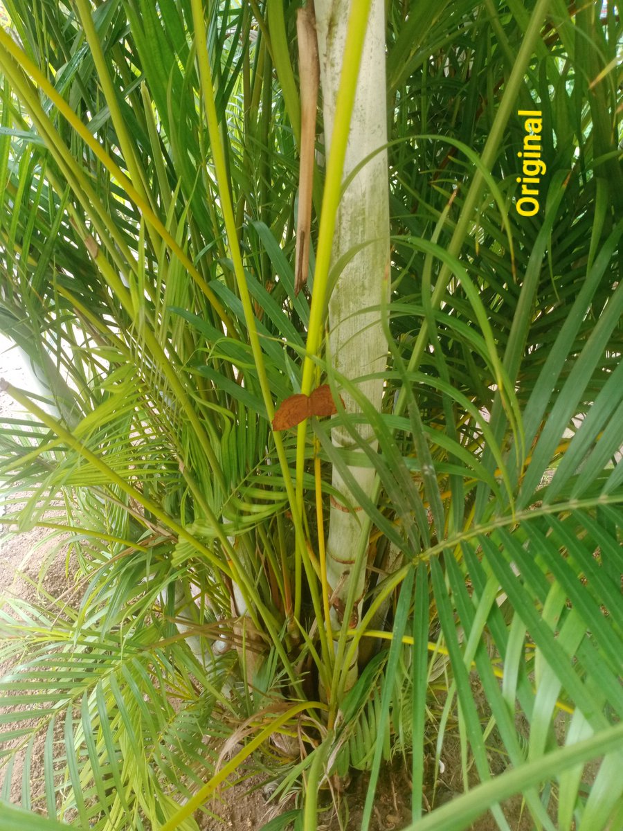 ROHITKUMBHOJKAR's tweet photo. Clicks from the #Garden.
Both the #Original & #Edited pics.
Although I cannot edit like @omkarthatte still tried my best to edit.
@pallavidphadke @researchanand @sukrutdr @Aadityadixit
#MyClicks #MyEditing https://t.co/9riNuMtmtJ