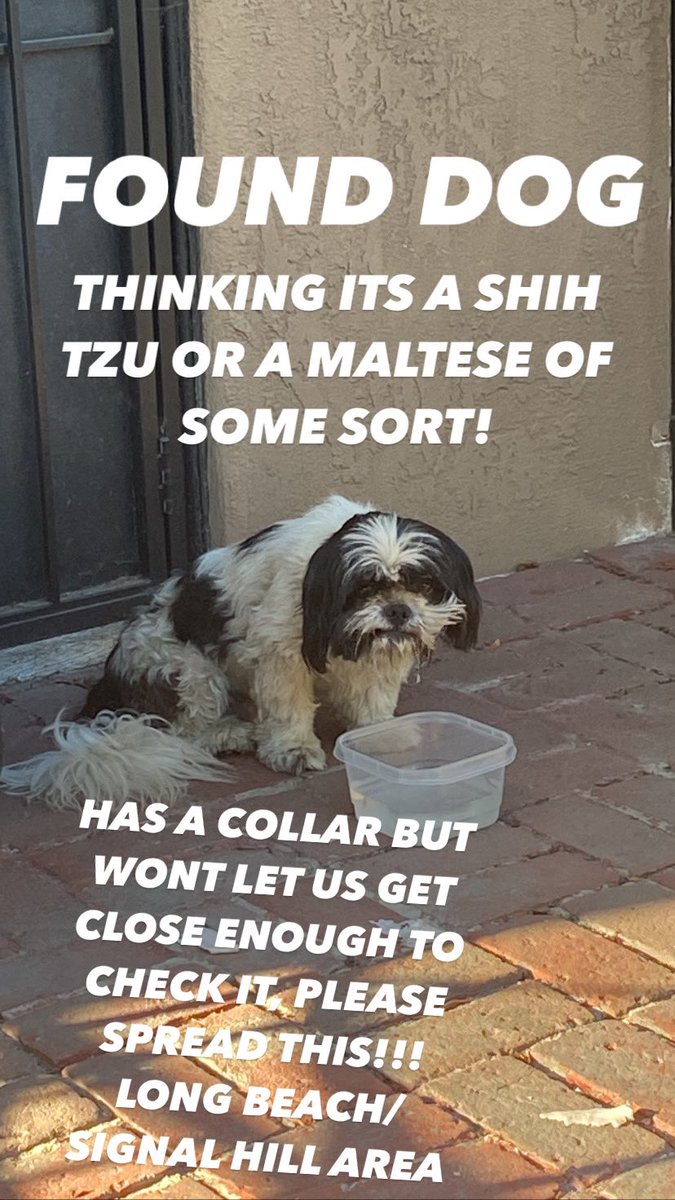 jonsuxx's tweet photo. FOUND DOG! LONG BEACH / SIGNAL HILL AREA! PLS RT!! https://t.co/scQg4DdbqJ