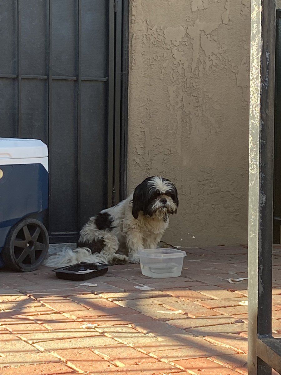 jonsuxx's tweet photo. FOUND DOG! LONG BEACH / SIGNAL HILL AREA! PLS RT!! https://t.co/scQg4DdbqJ