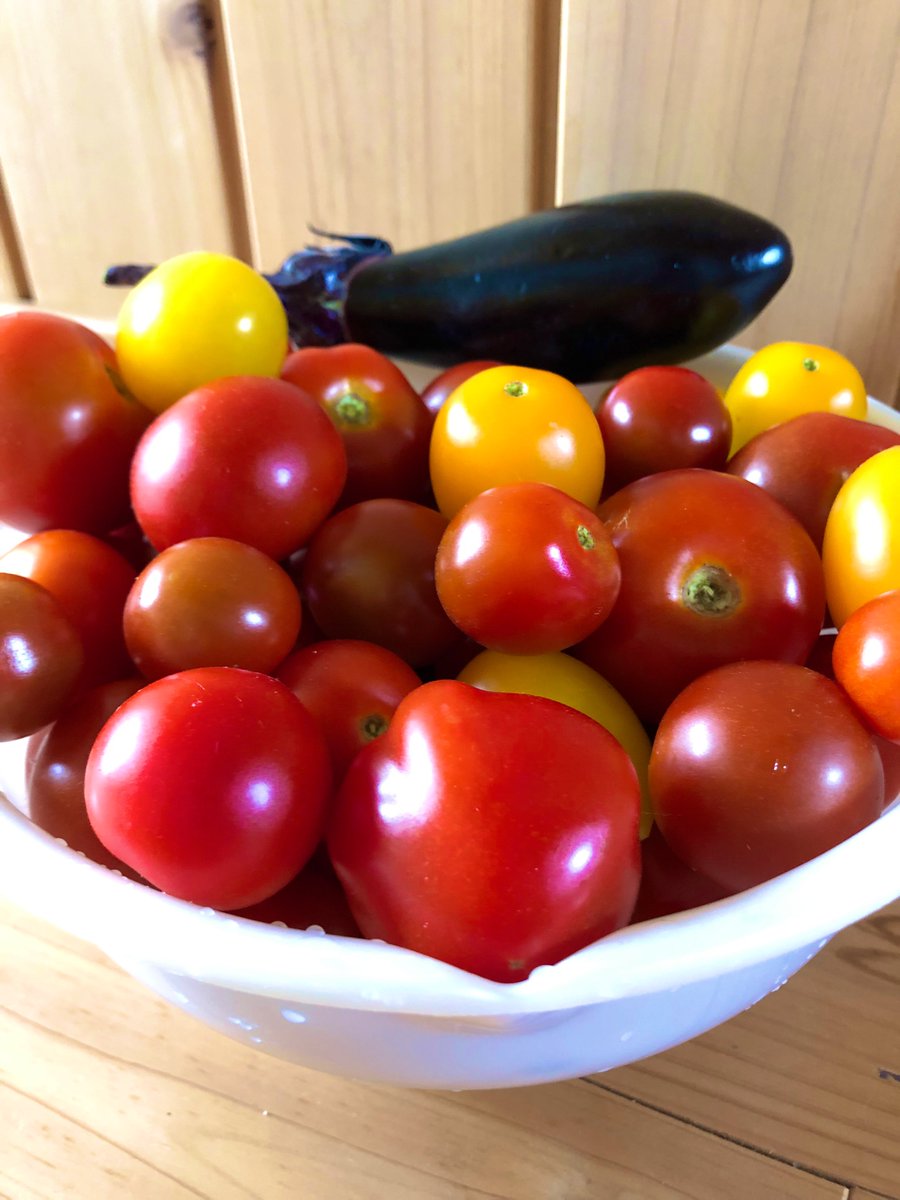 moz_302's tweet photo. トマト🍅初収穫！！黄色のアイコ甘くて美味しかった😊 https://t.co/T6CdBSIRDg